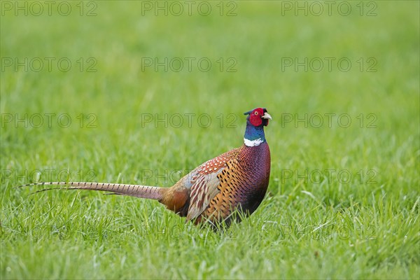 Common pheasant