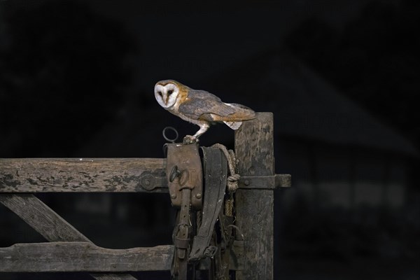 Common barn owl