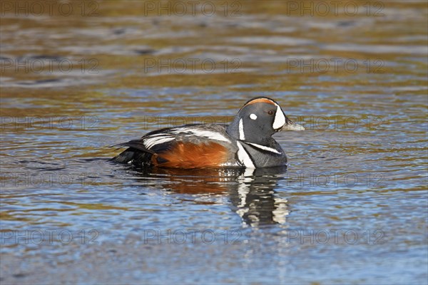 Harlequin duck