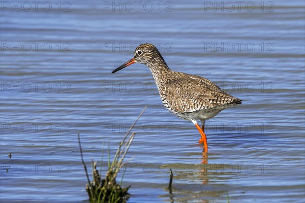 Common redshank