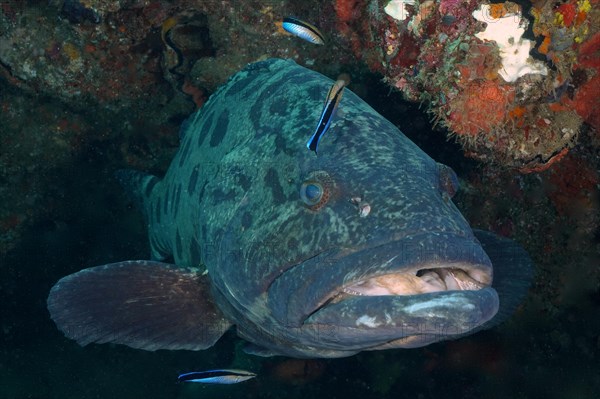 Potato grouper