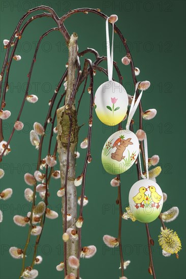 Willow catkin with Easter eggs