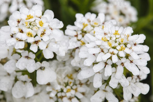 Rocket candytuft