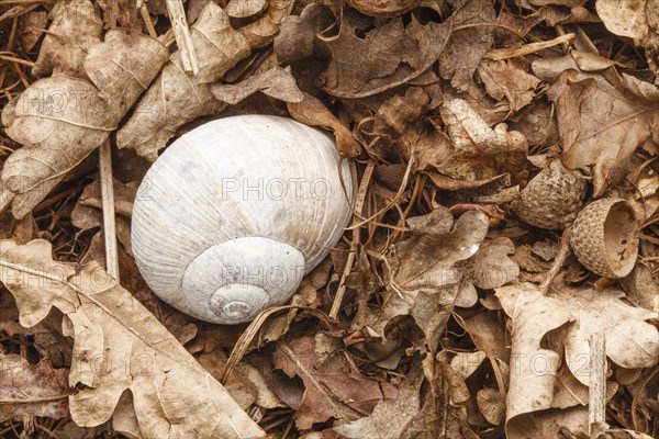 Burgundy snail