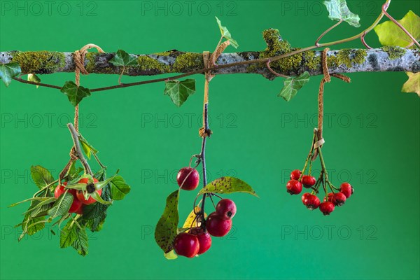 Autumn arrangement with rose hips