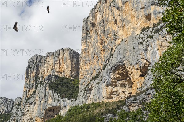 Two griffon vultures