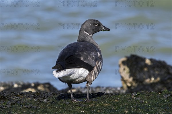 Brant goose