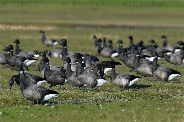 Brent Geese