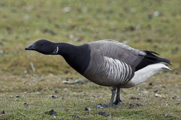 Brent goose