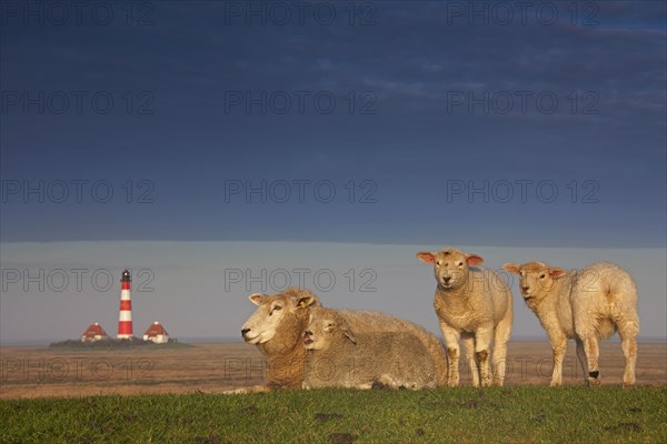 Lighthouse Westerheversand and sheep on salt marsh at Westerhever