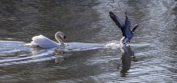 Territorial Mute Swan