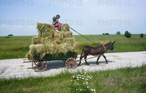 Boy on donkey cart loaded with hay