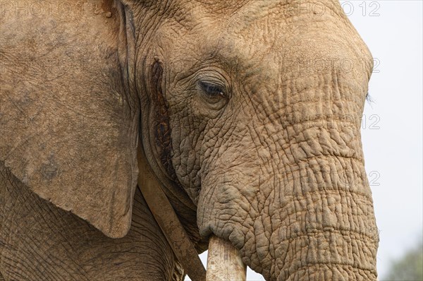 African bush elephant