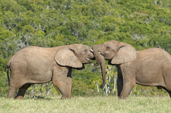African bush elephants