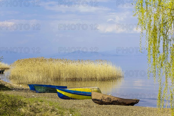 Lake Ohrid near Piskupat with rowing boat and reeds