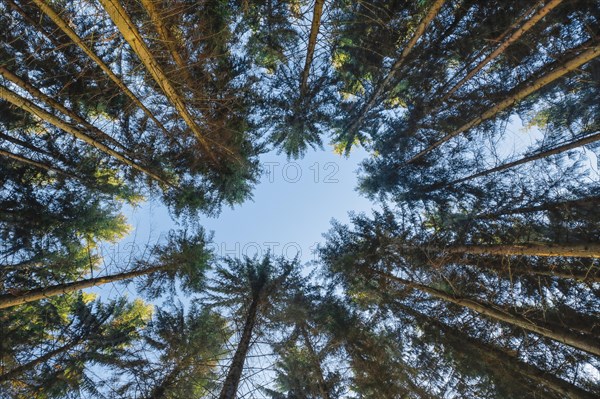 Frog perspective with view to the treetops of the spruce forest with fog clouds