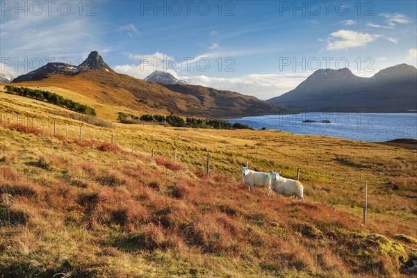 Two sheep standing in the wintry Highlands with mountains and Loch Bad a' Ghaill in the background