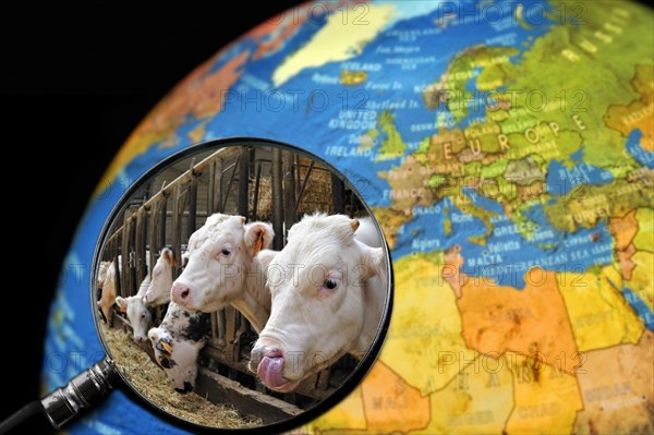 Cows in cattle breeder's cowshed seen through magnifying glass held against illuminated terrestrial globe