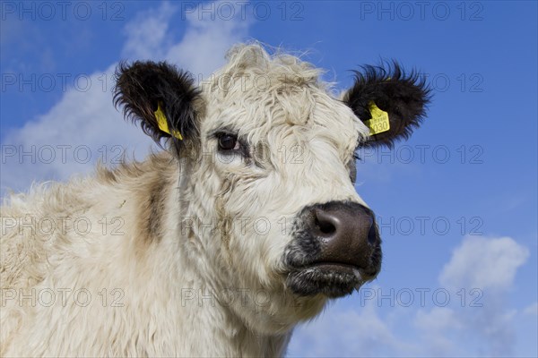 White Galloway cow in field