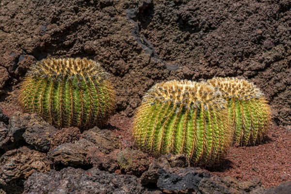 Golden ball cacti