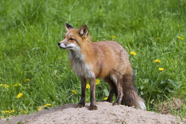 Red fox