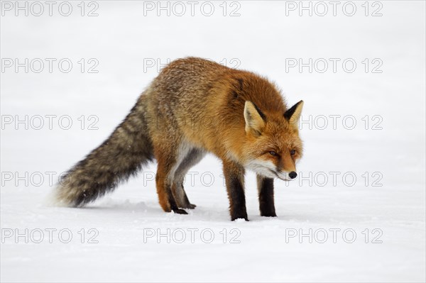 Red fox