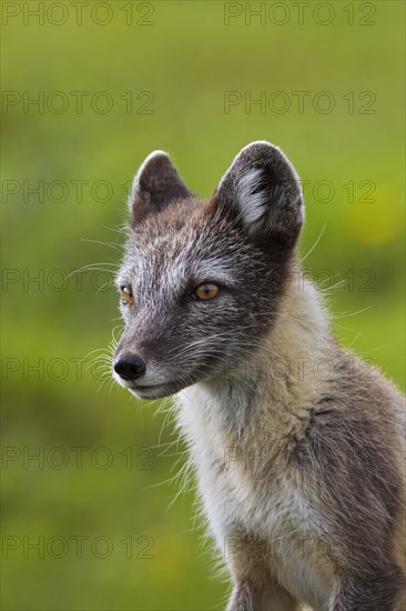 Arctic fox