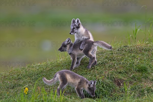 Arctic fox