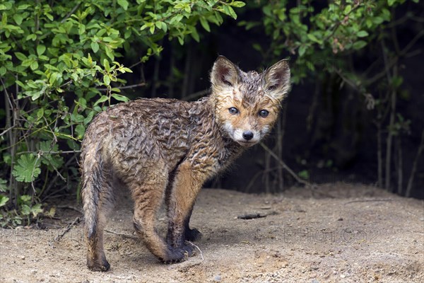 Wet young red fox