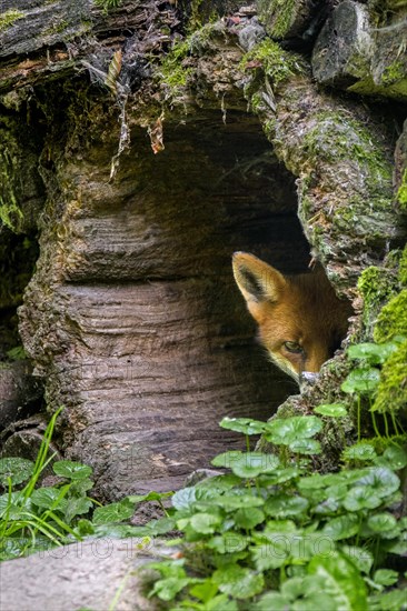 Shy red fox