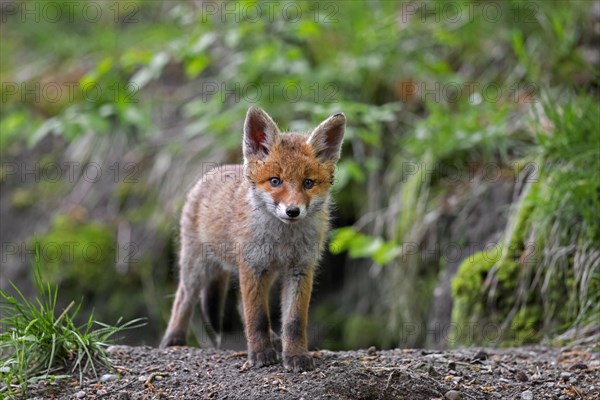 Young red fox