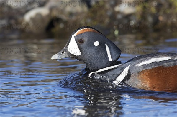 Harlequin duck