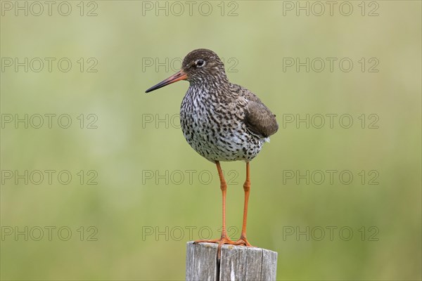 Common redshank