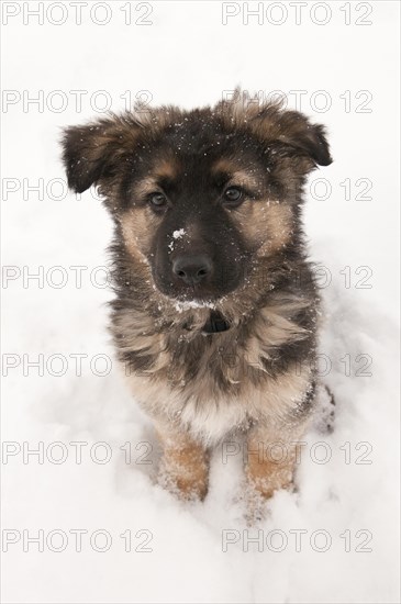 German shepherd long-haired