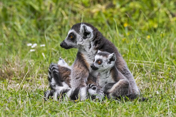 Ring-tailed lemur