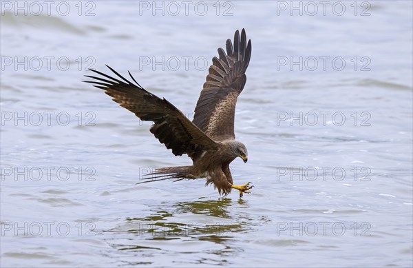 Black kite