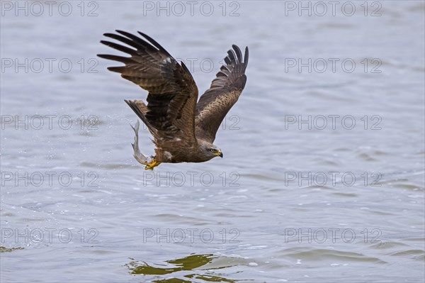 Black kite