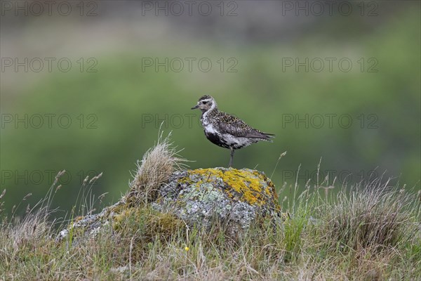 European golden plover