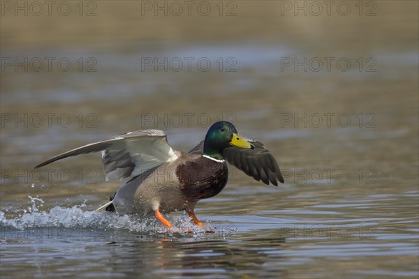 Mallard