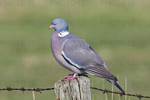 Common wood pigeon