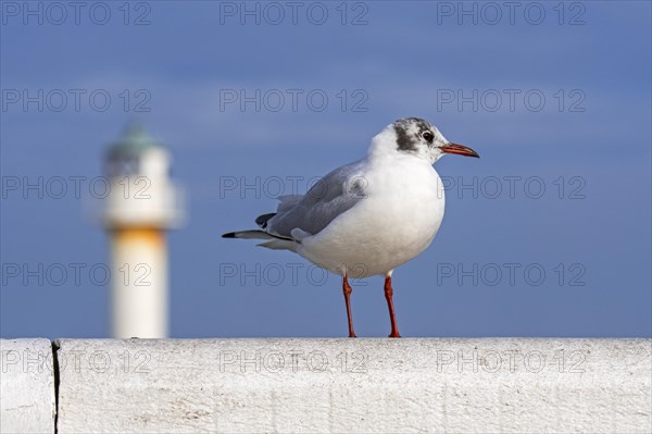 Black-headed gull