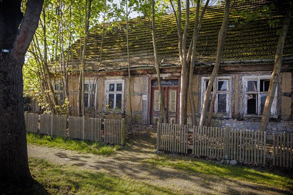 Large trees grow in front of a dilapidated abandoned house. Grossmutz