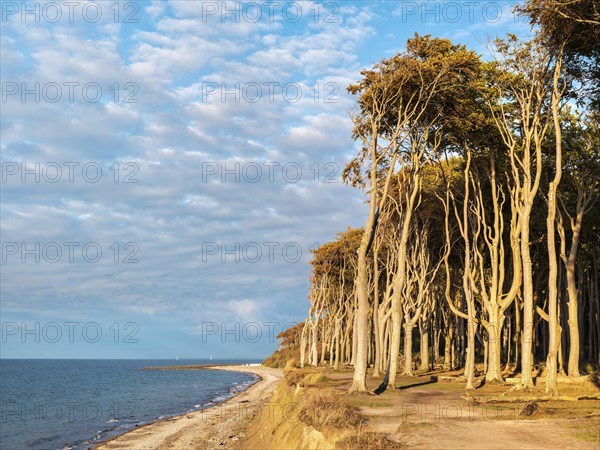 The Ghost Forest of Nienhagen on the Baltic Sea coast