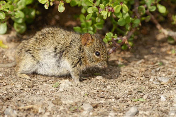 Four-striped grass mouse