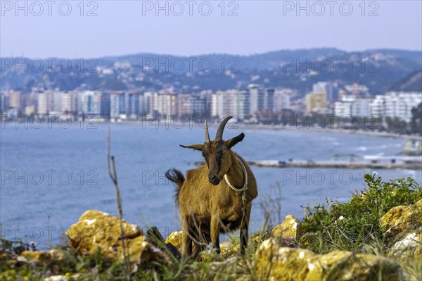 View of Vlora