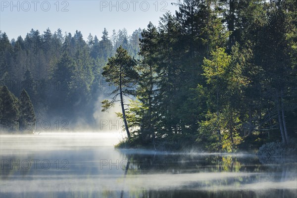 Pines and spruces line the shore of the mirror-smooth Etang de la Gruere moorland lake covered in mist in the canton of Jura