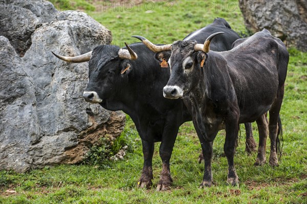 Tudanca bull and cow