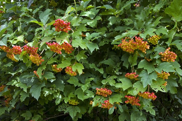 Red berries of Guelder rose