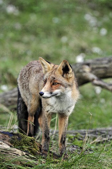 Red fox