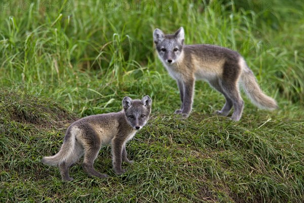 Arctic fox